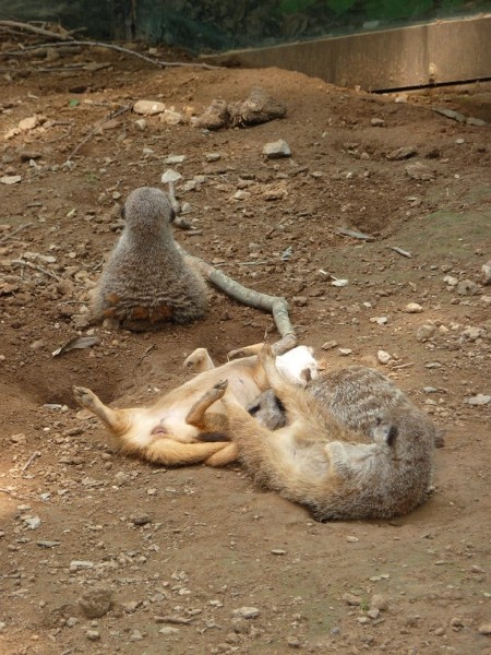 Meerkats (5).JPG